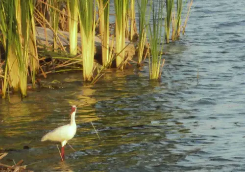 Gracious Tiny House Park image 5