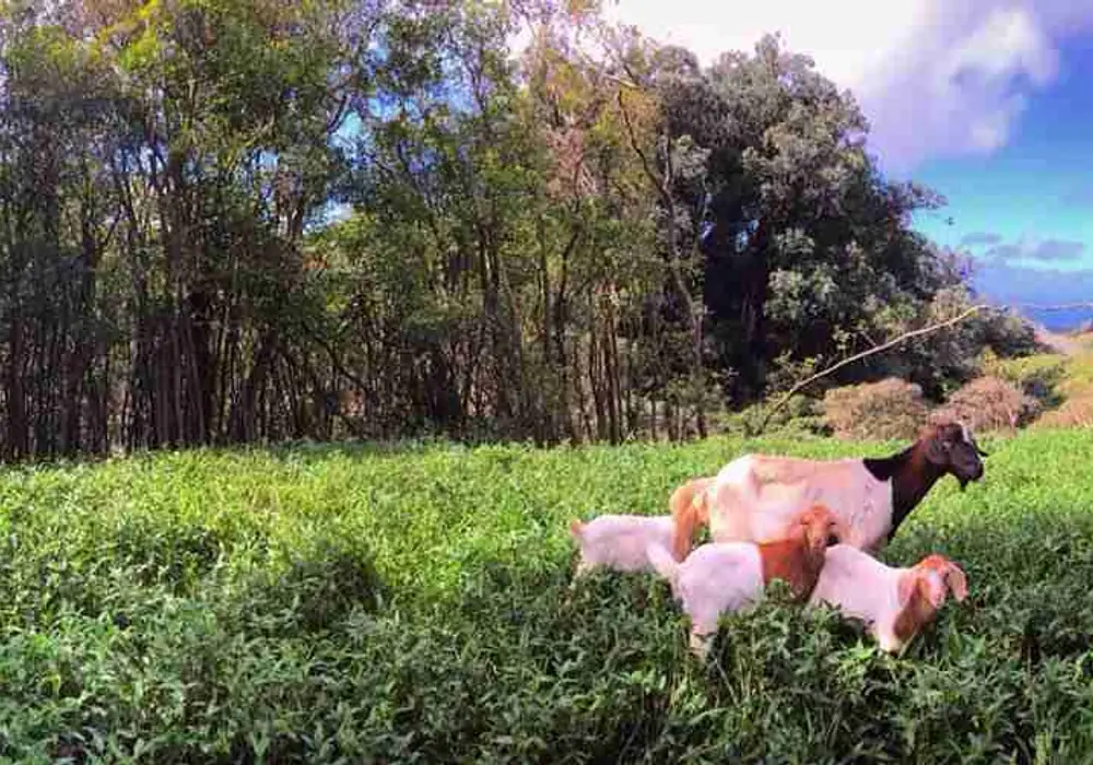 Awalau Farm aka Avalon image 1