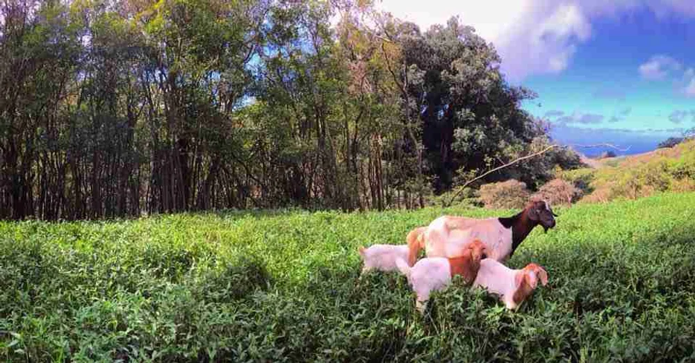 Awalau Farm aka Avalon image 1