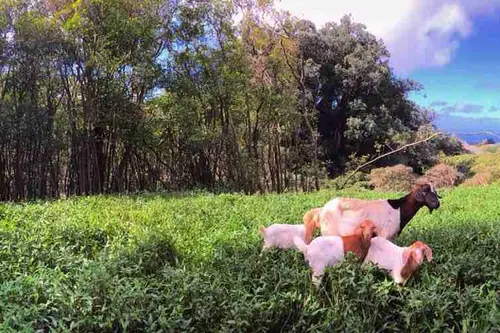 Awalau Farm aka Avalon - Tiny home community in Haiku, Hawaii