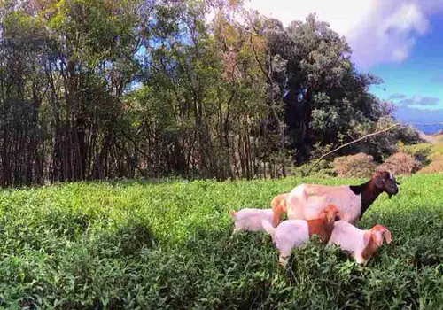 Awalau Farm aka Avalon image 4