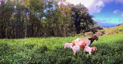 Awalau Farm aka Avalon image 4