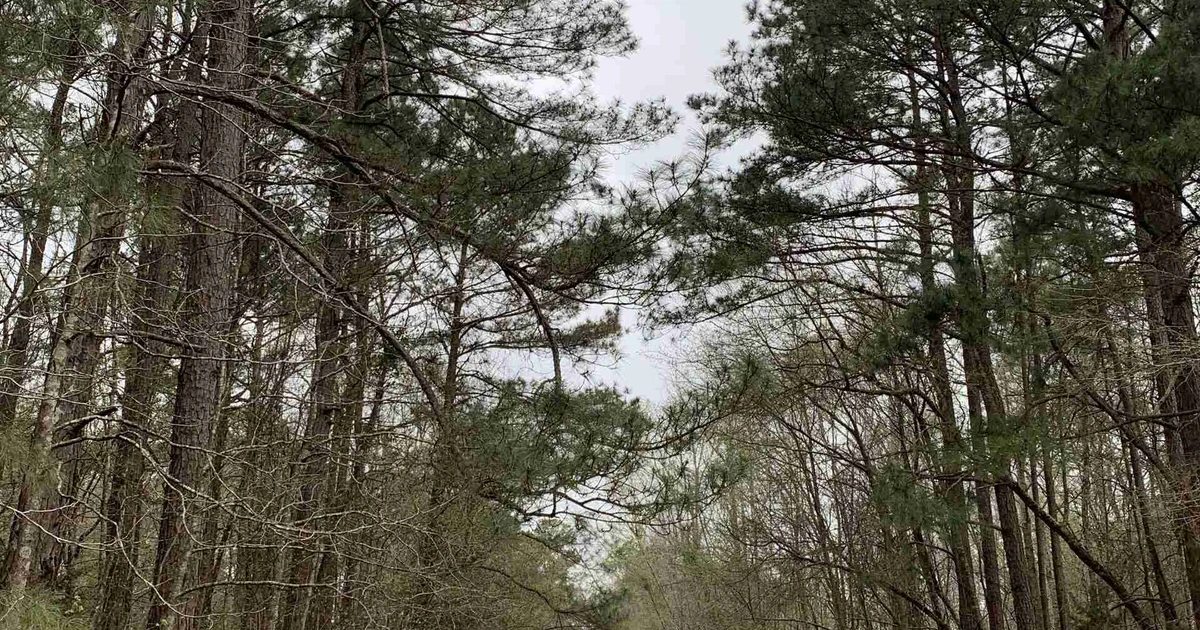 Alternative Living: Arkansas' Unique Communities | Nomad Adjacent Blog