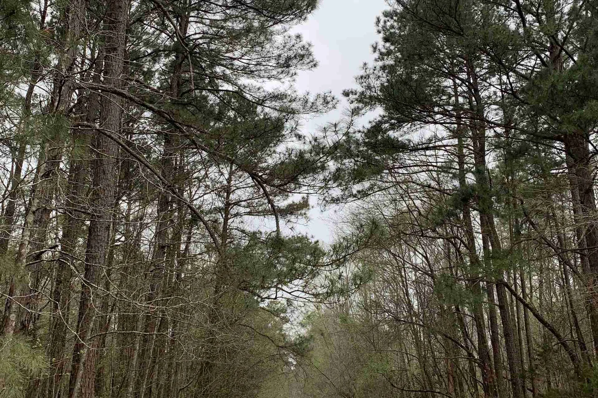 Checking Out Alternative Living in Arkansas: A Guide to Two Unique Communities image