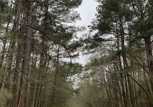 McNeil RV Park image 2