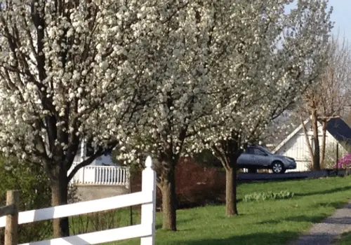 Cardinal Ridge image 3