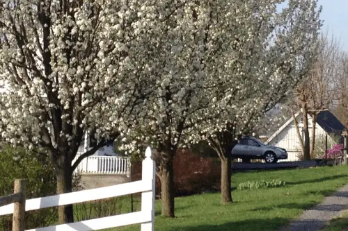 Cardinal Ridge - Tiny home community in Fairfield, Virginia