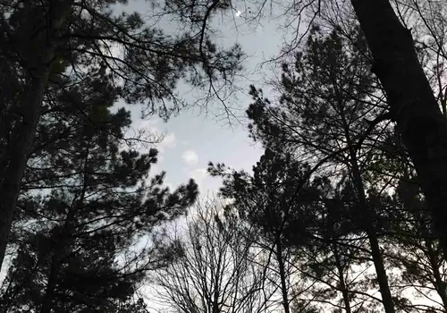 Dogwood Hills Tiny Home Community image 3