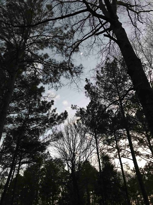 Dogwood Hills Tiny Home Community image 3