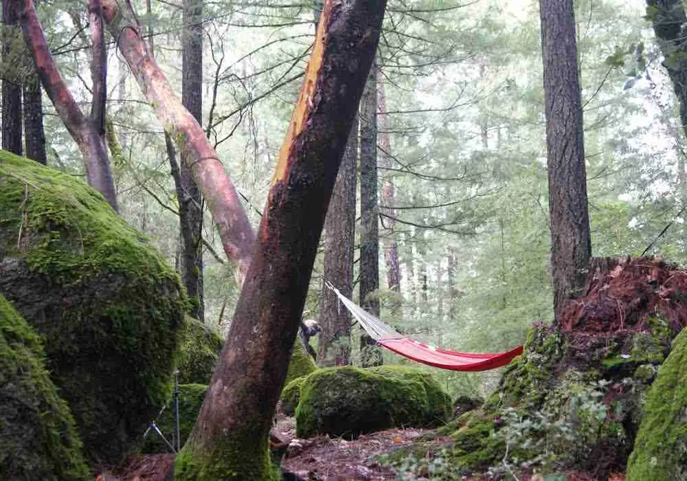 Pine Grove Cobb image 1