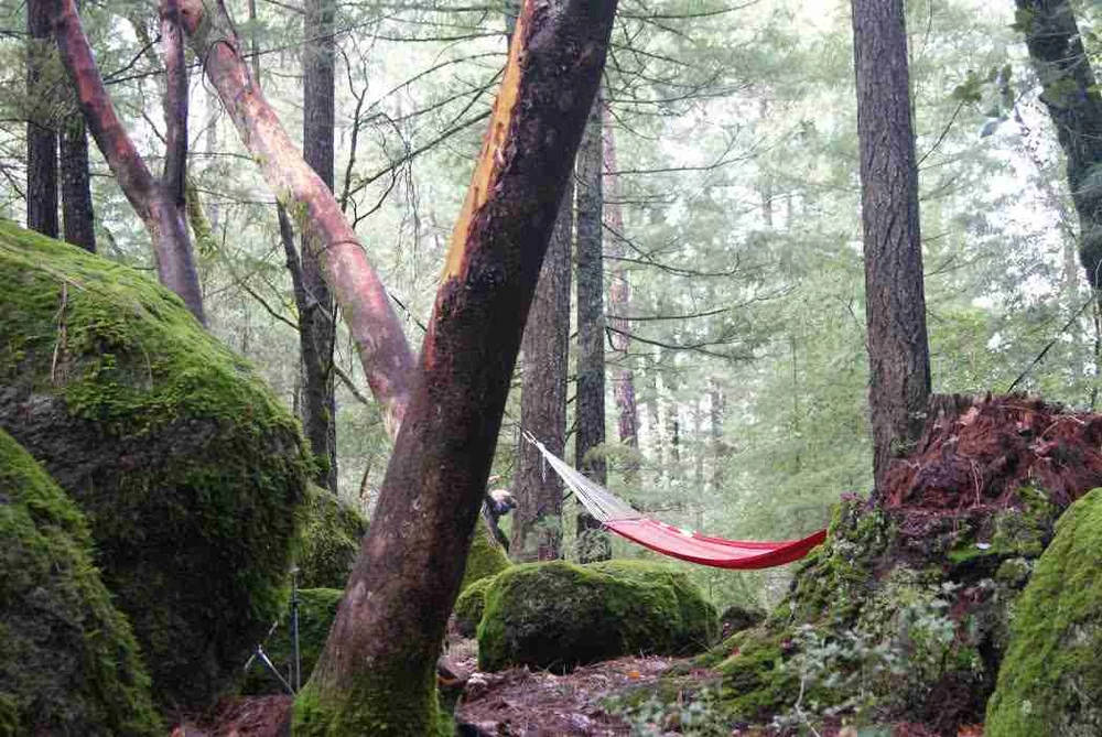 Pine Grove Cobb image 1