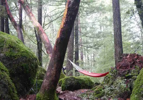 Pine Grove Cobb image 3