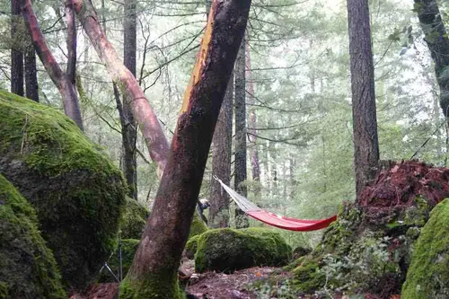 Pine Grove Cobb - Tiny home community in Cobb, California