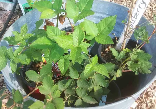 Seed of Life - Texas Hill Country image 5