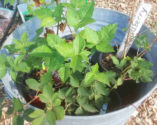 Seed of Life - Texas Hill Country image 5