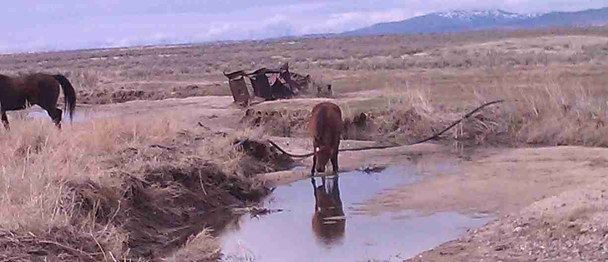 Dream River Ranch image 4