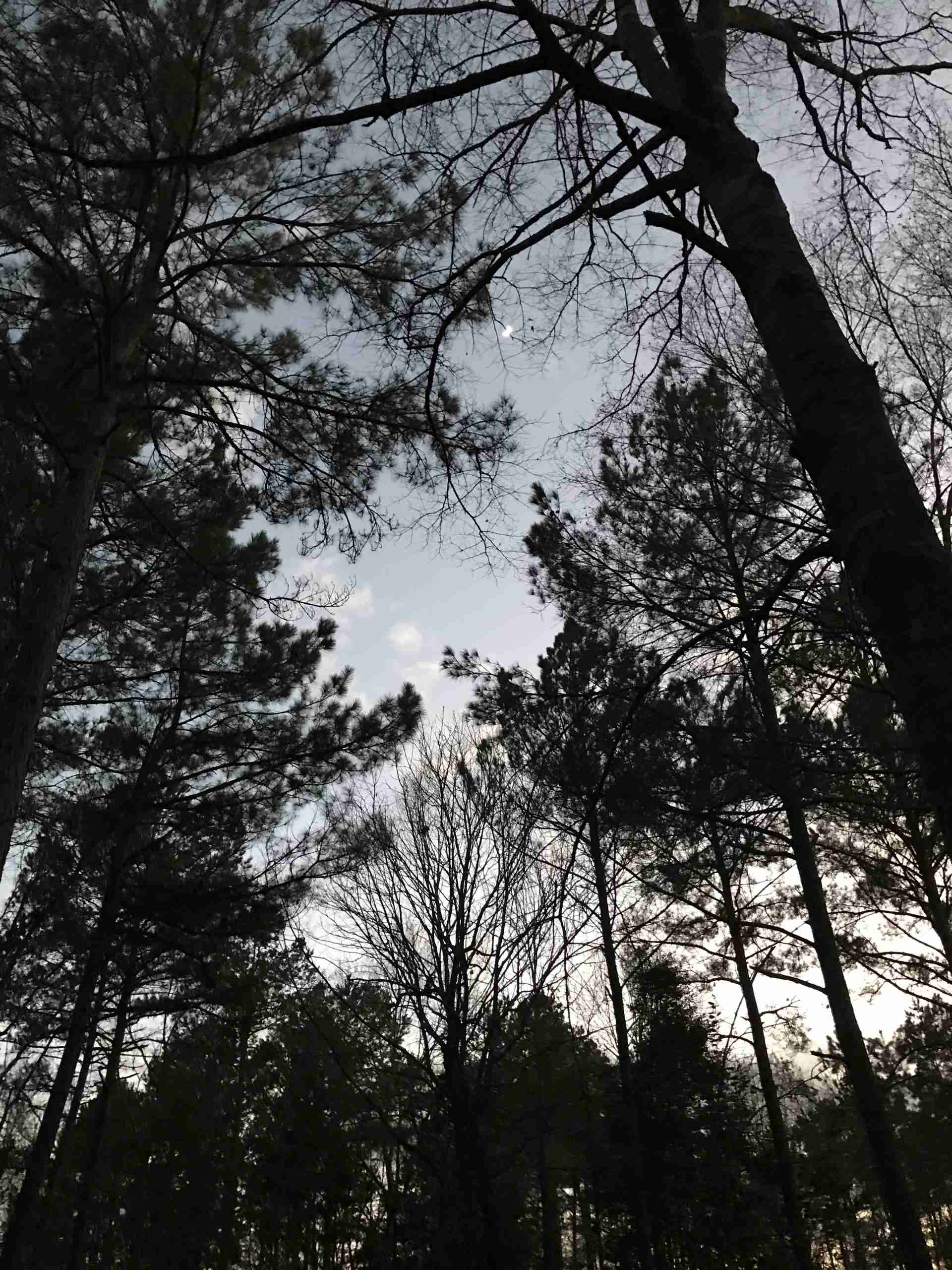 Dogwood Hills Tiny Home Community image 3